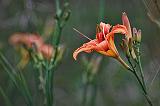 Daylily_27005