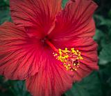 Hibiscus_00117