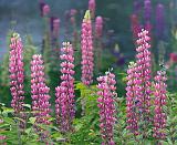 Lupine_11102