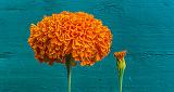 Marigolds_P1140794-5