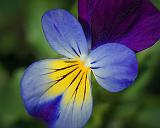 Pansy_DSCF03129-31fb