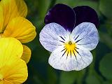 Pansy_DSCF05587