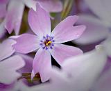 Phlox_48925