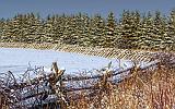 Snowscape_20893-4