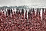 Icicles_28424