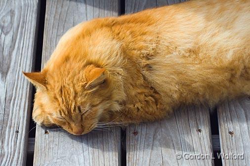 Catnap_35197.jpg - Pyro zonked out on the deck.Photographed along the Gulf coast near Port Lavaca, Texas, USA.