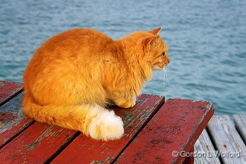 Intensity_28363.jpg - Pyro the cat intently focused on a bunch of grackles that just landed nearby.Photographed near Port Lavaca, Texas, USA.