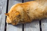 Catnap_35197