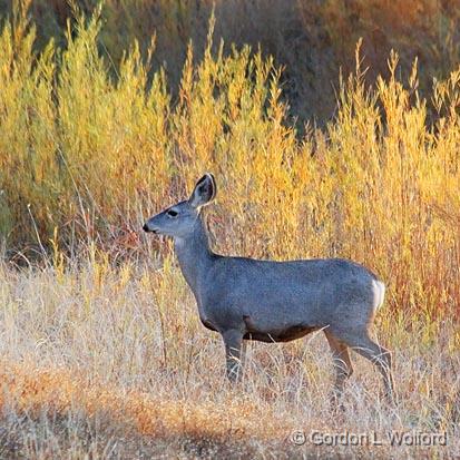 GORDON WOLFORD PHOTOGRAPHY/New Mexico/Bosque del Apache/Mule Deer_73294